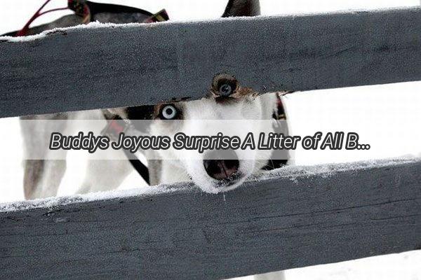 Buddys Joyous Surprise A Litter of All Boys